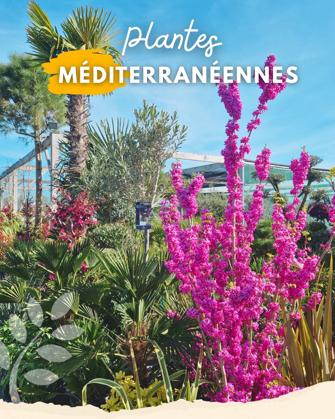 Plantes M diterran ennes Horticulteurs P pini ristes