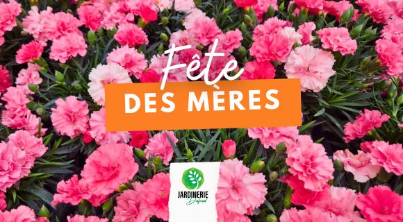cadeau fête des mères plantes