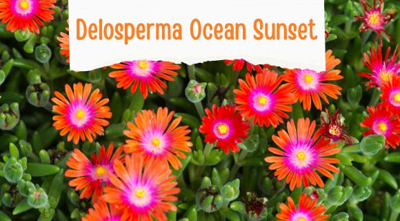 delosperma ocean sunset
