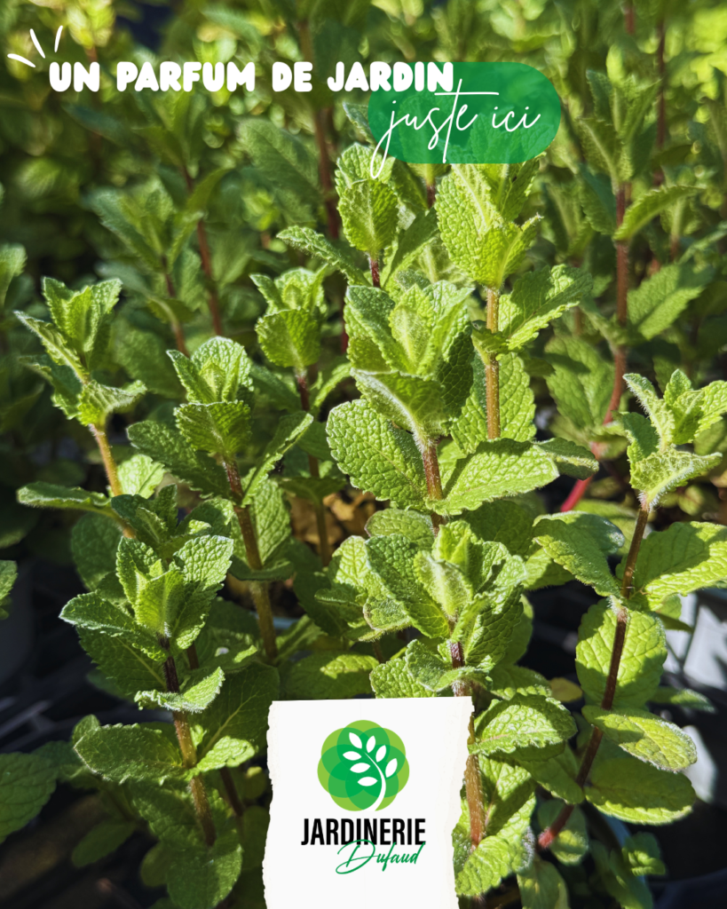Les aromates au jardin : du goût, du plaisir et des conseils pour bien choisir