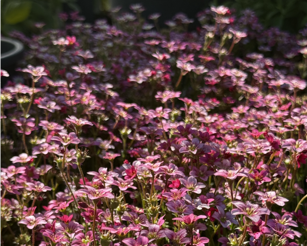 Des plantes colorées pour le printemps : une invitation à la balade en jardinerie