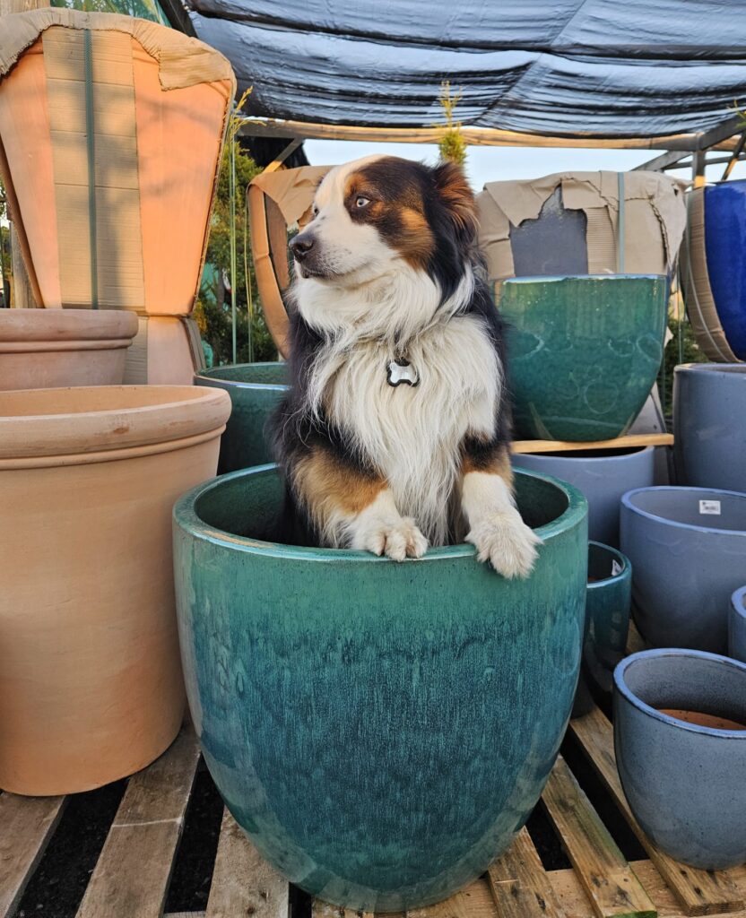 Un nouvel espace poterie à la Jardinerie Dufaud : plus de choix, plus d’inspiration
