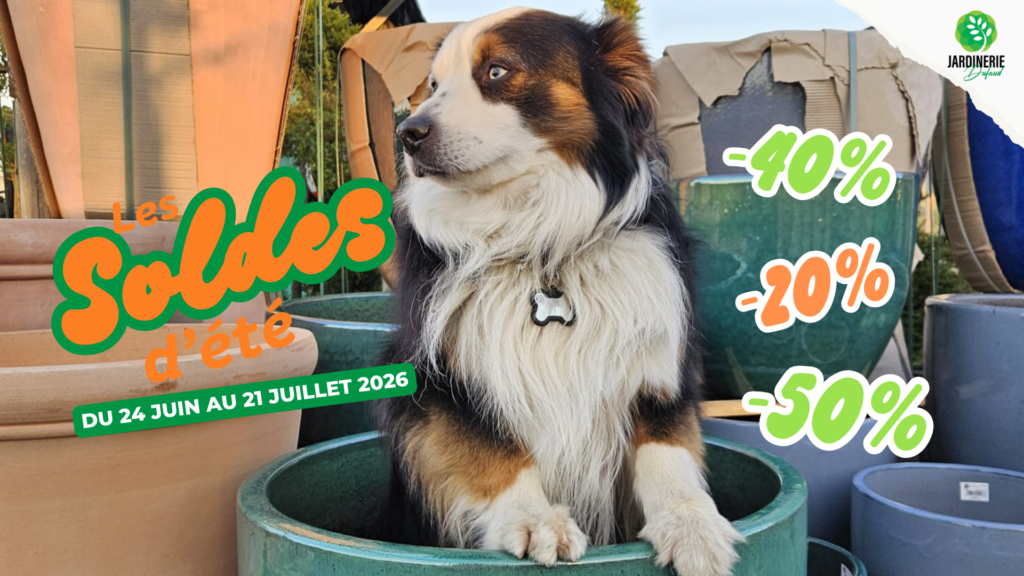 Soldes d'été 2026 : profitez de remises exceptionnelles à la Jardinerie Dufaud