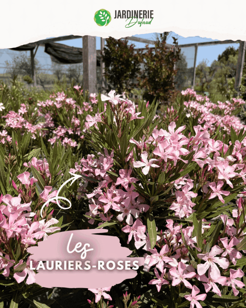 Les fleurs du moment : les Alstroemerias et les Lauriers-Roses à l’honneur