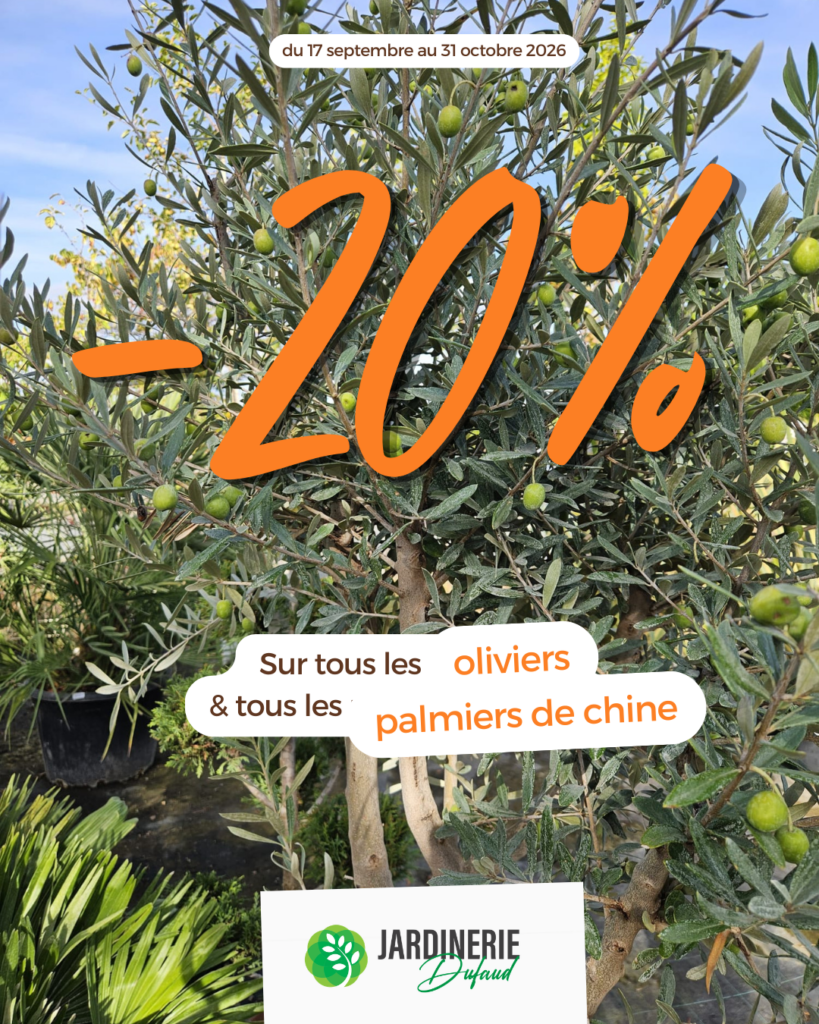 -20% sur nos oliviers